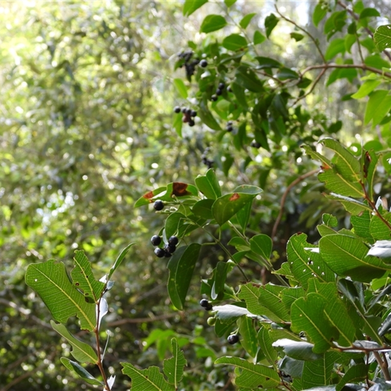 Jasminum simplicifolium subsp. australiense