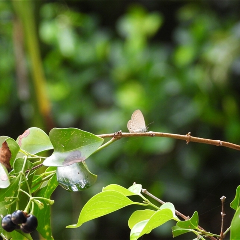 Jasminum simplicifolium subsp. australiense