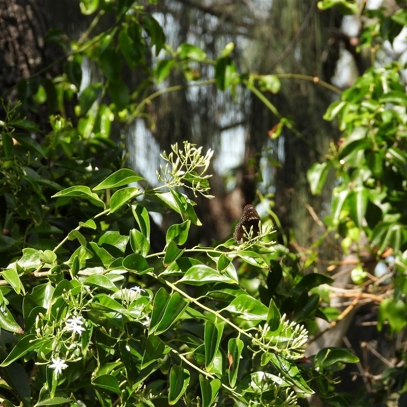 Jasminum simplicifolium subsp. australiense