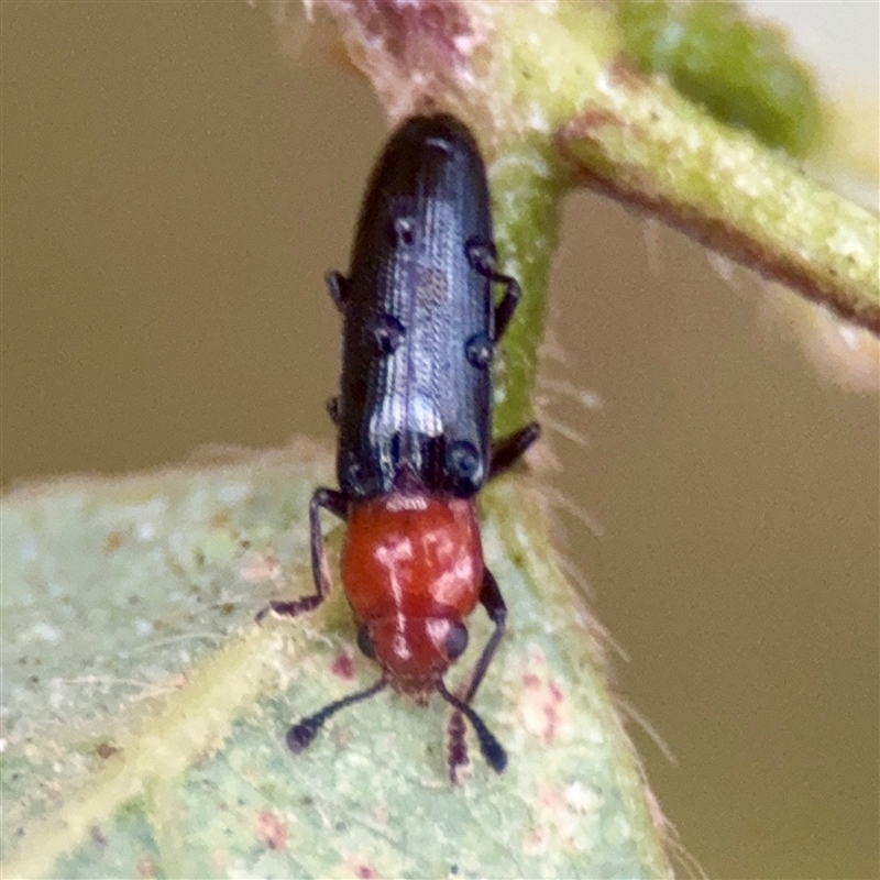 Caenolanguria vulgaris