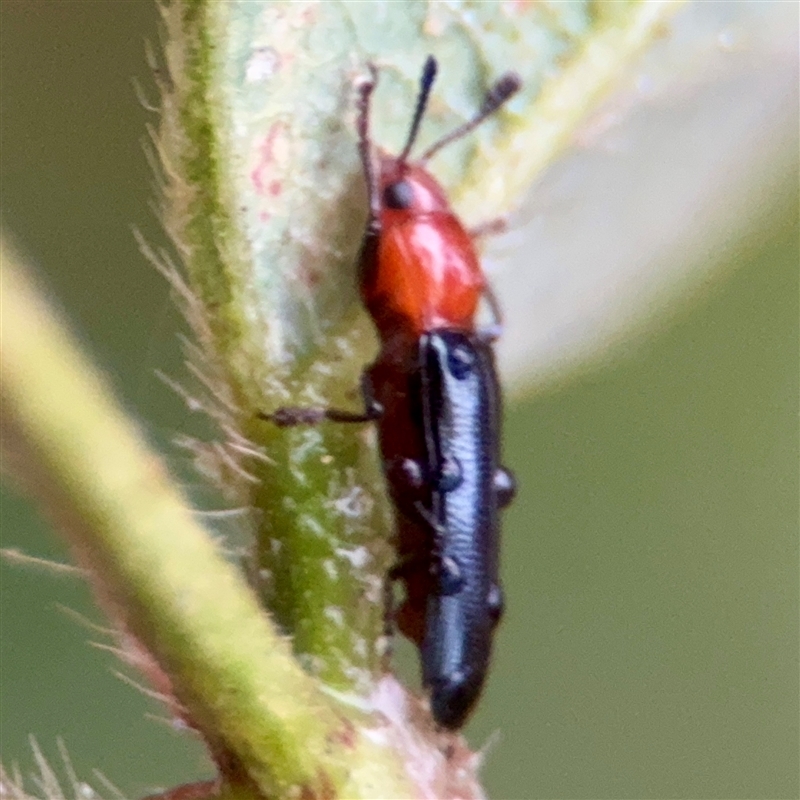 Caenolanguria vulgaris