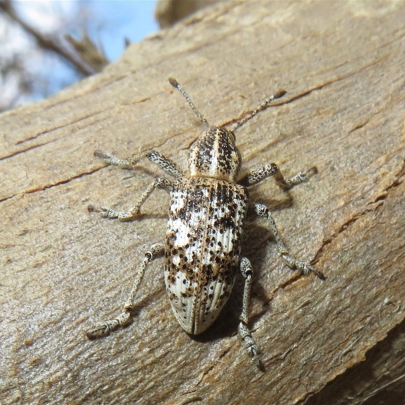 Pelororhinus crassus