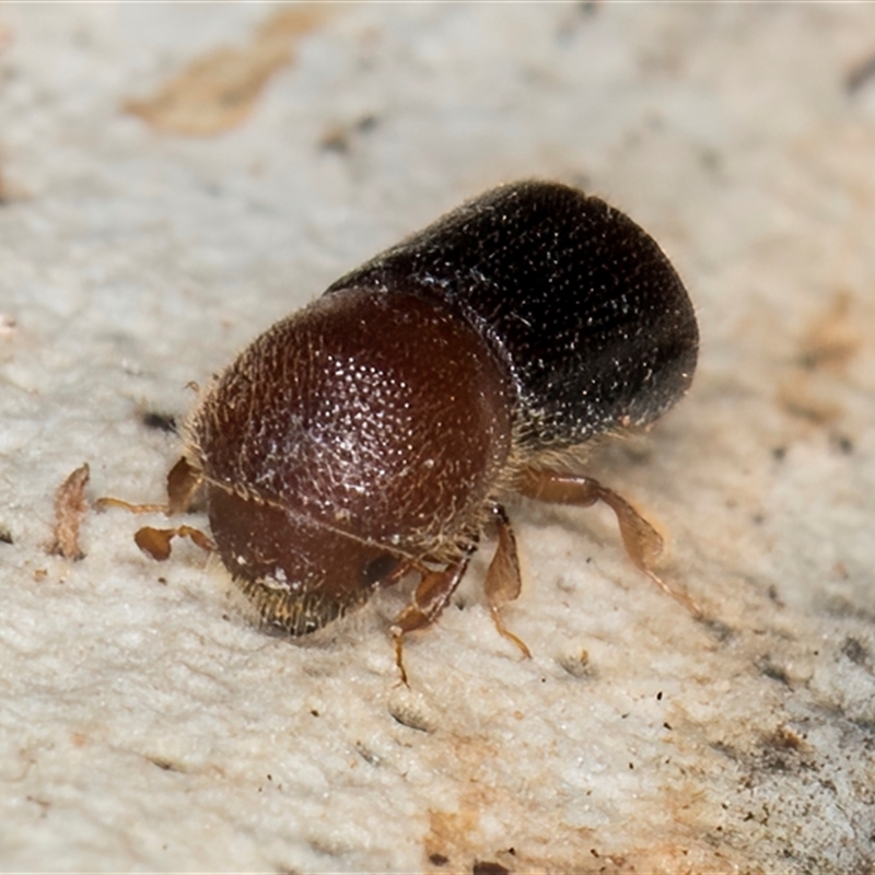 Amasa truncata