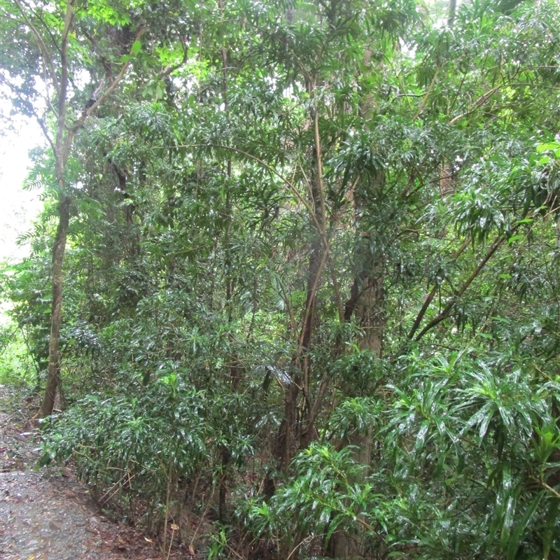Dracaena angustifolia