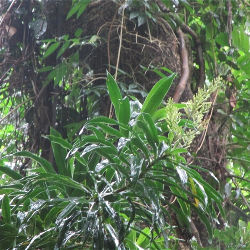 Dracaena angustifolia