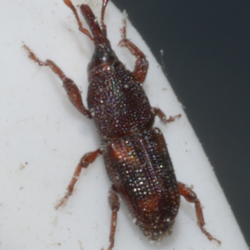 Sitophilus oryzae