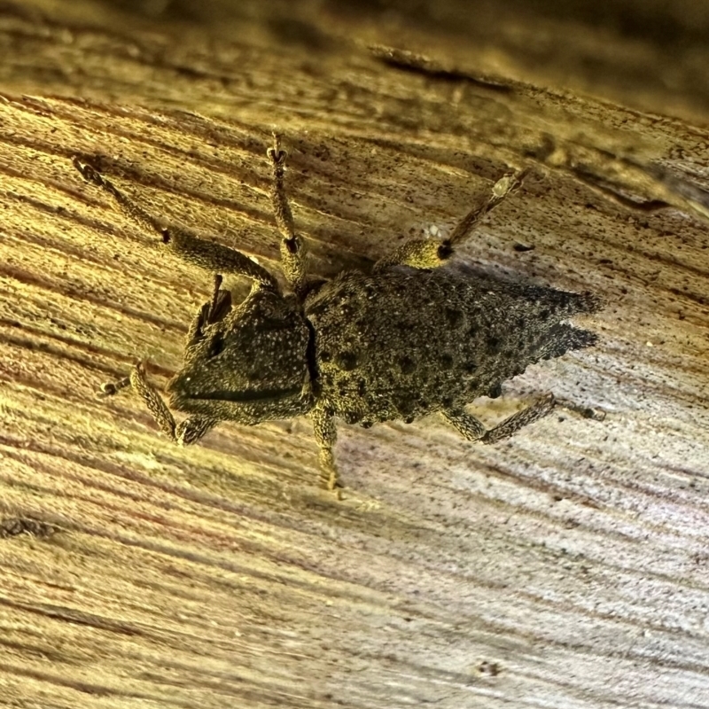 Poropterus ellipticus