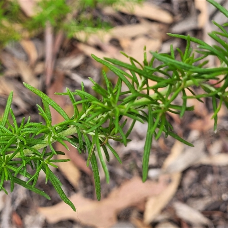 Cassinia aculeata