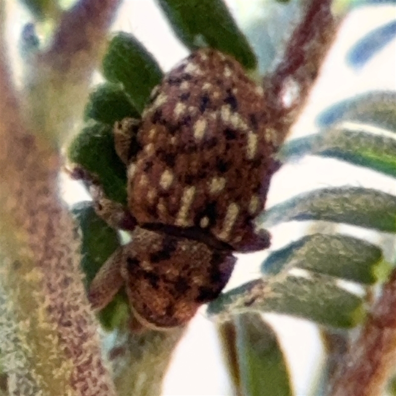 Storeus albosignatus