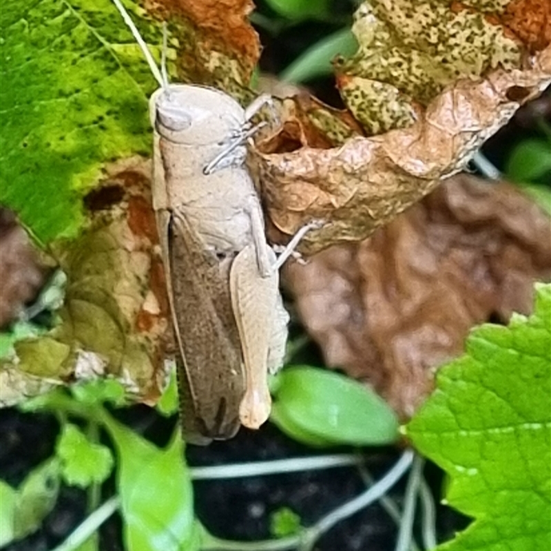 Epallia exigua