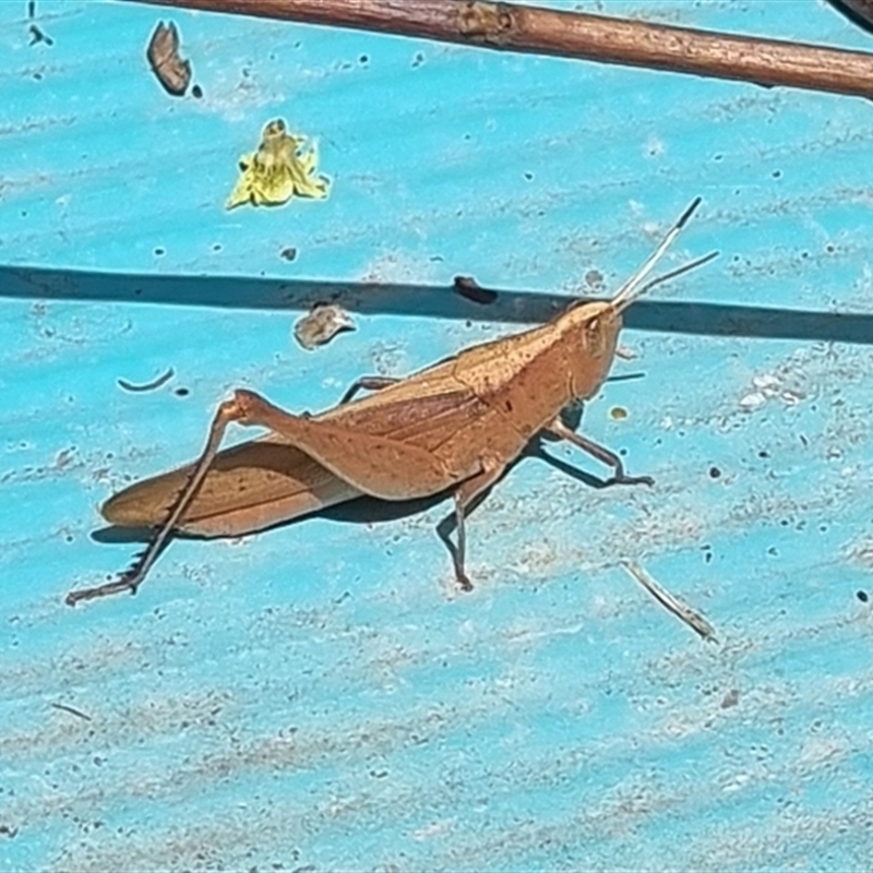 Epallia exigua