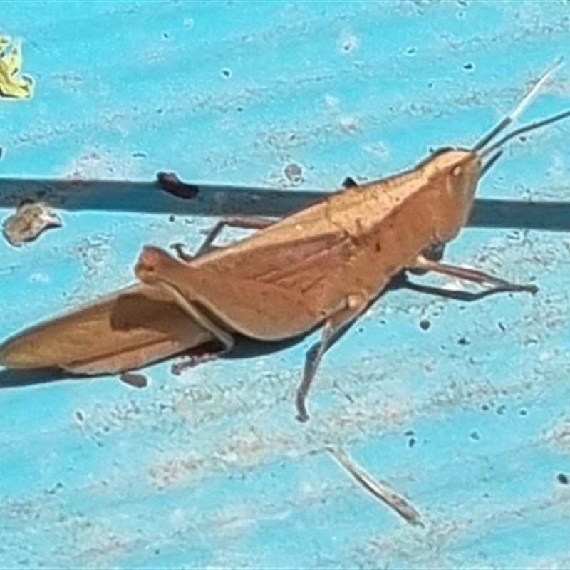 Epallia exigua