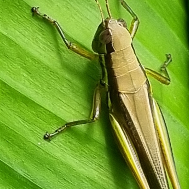 Bermius odontocercus