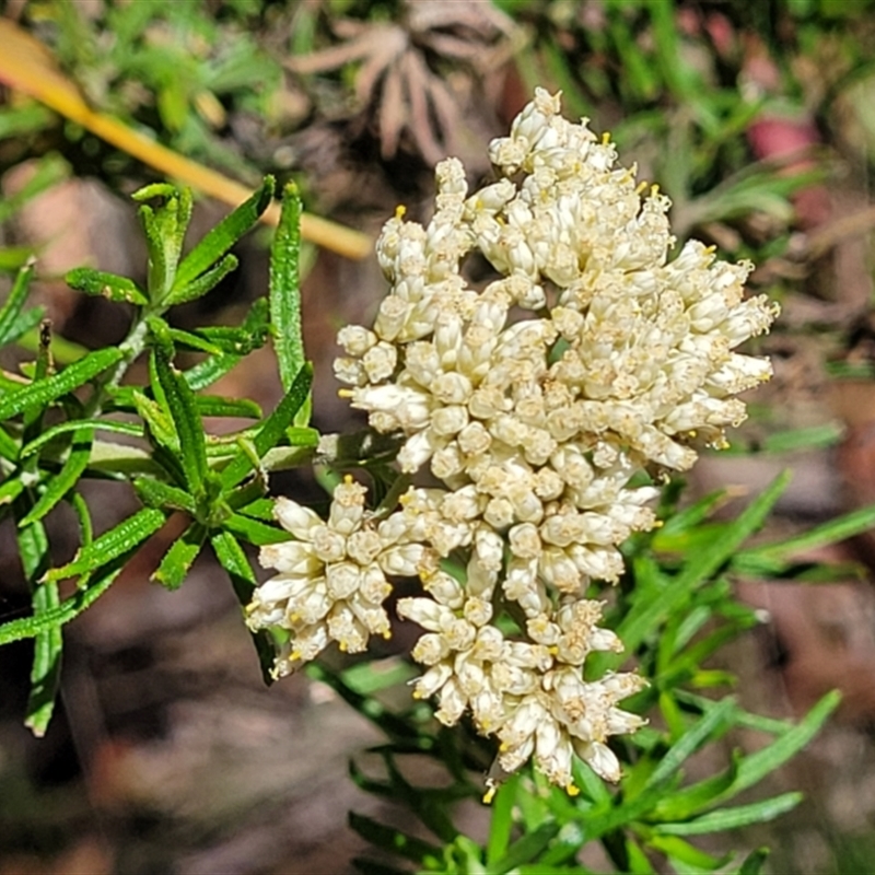 Cassinia aculeata subsp. aculeata