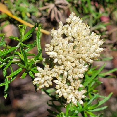 Cassinia aculeata subsp. aculeata