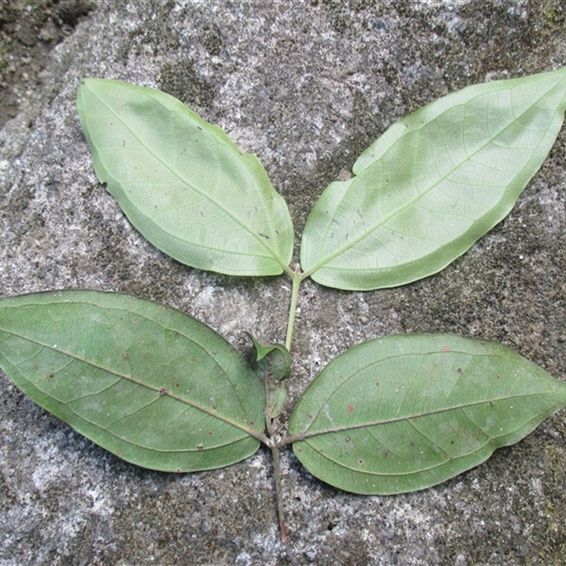 Rhodamnia sessiliflora