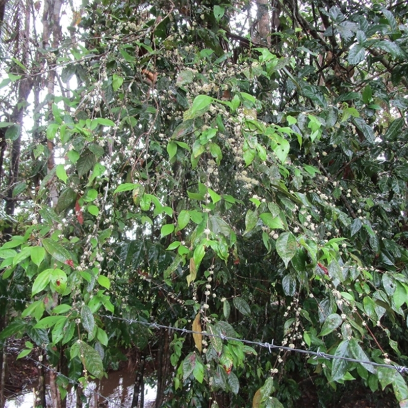 Rhodamnia sessiliflora