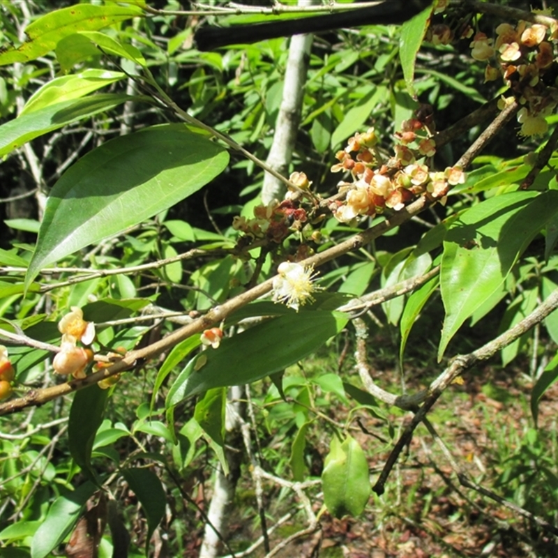 Rhodamnia spongiosa