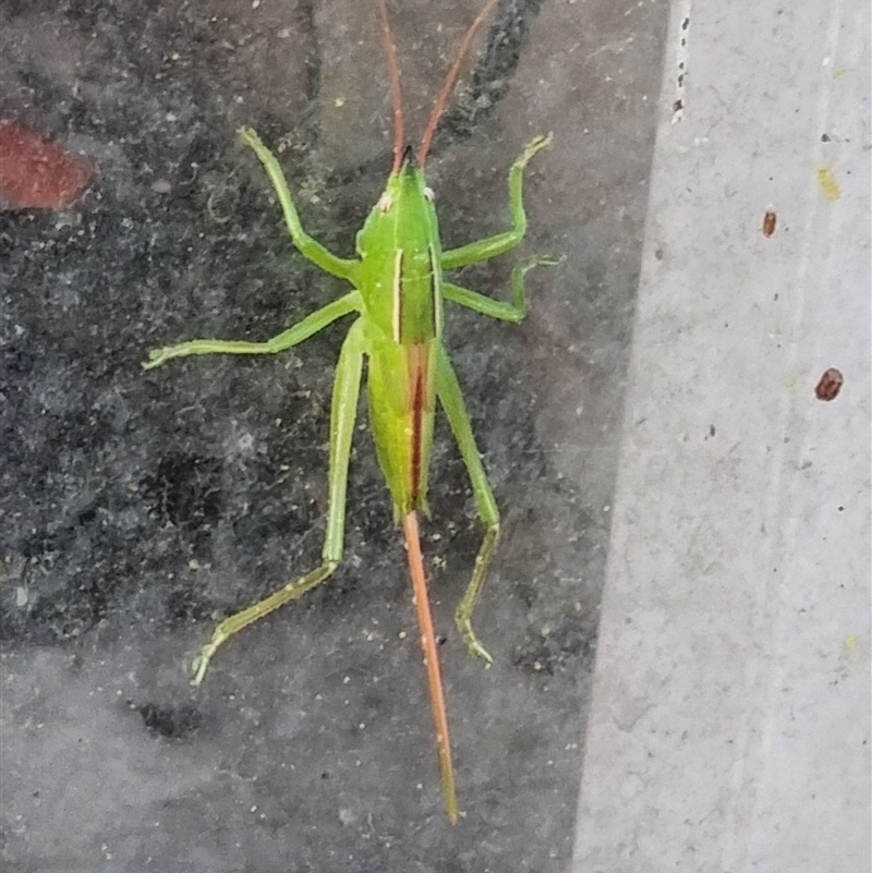 Pseudorhynchus sp