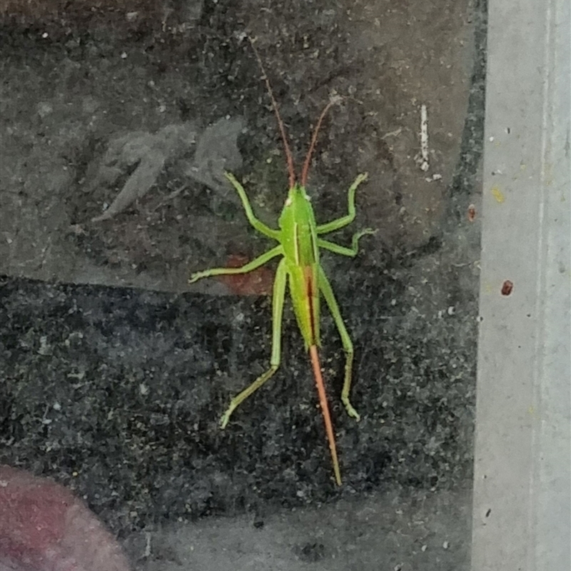 Pseudorhynchus sp