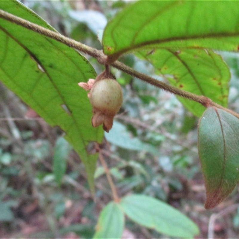 Rhodomyrtus effusa