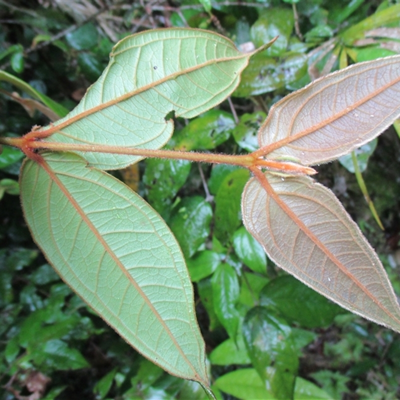 Rhodomyrtus effusa