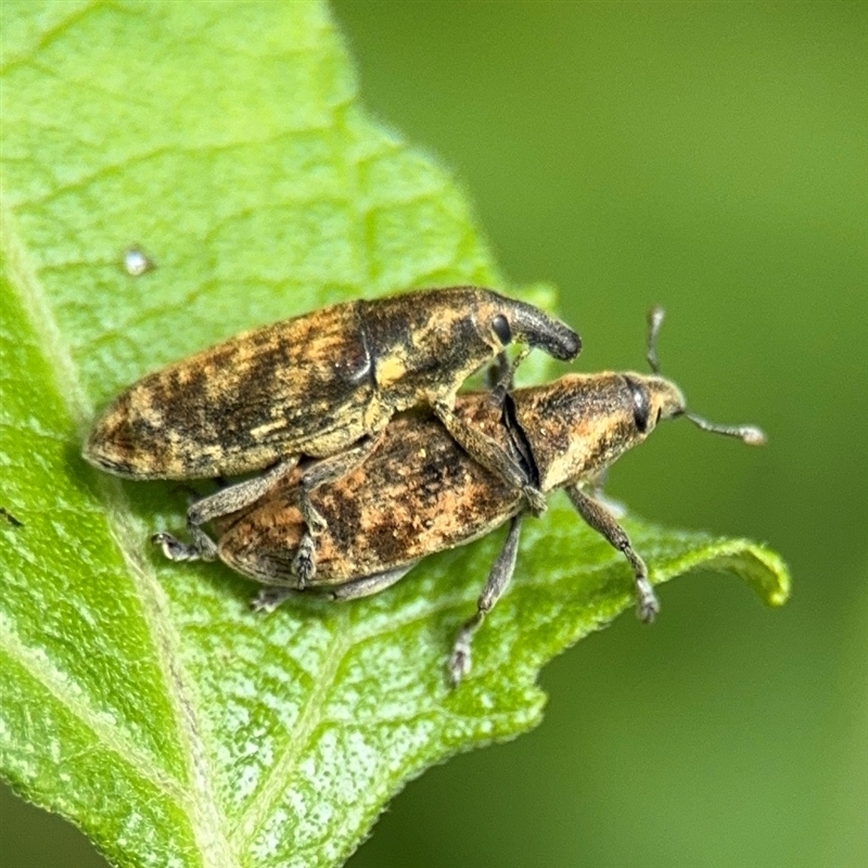Lixinae (subfamily)