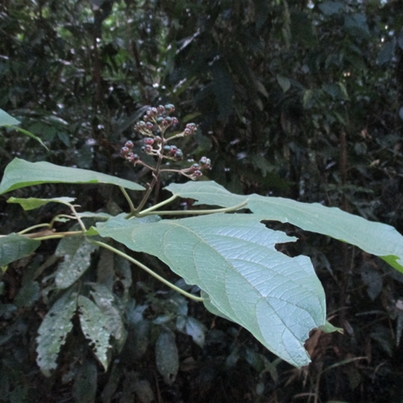 Clerodendrum tracyanum