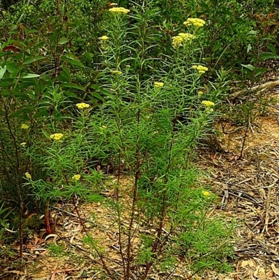 Cassinia aureonitens