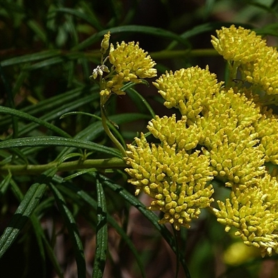 Cassinia aureonitens