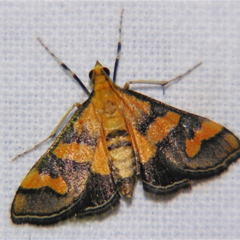 Metallarcha diplochrysa