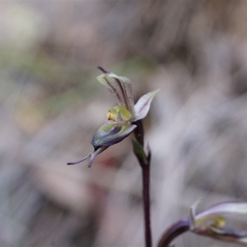 Acianthus collinus