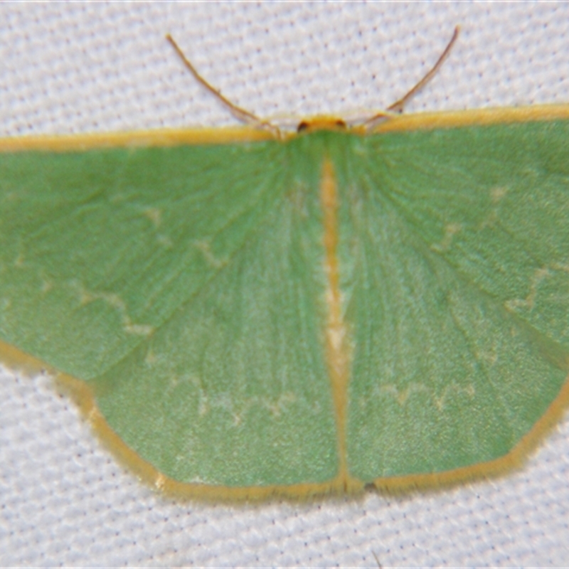 Chlorocoma periphracta