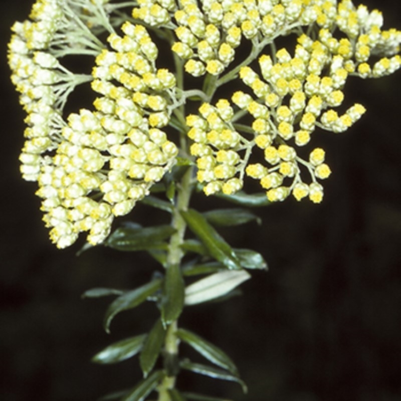 Cassinia denticulata