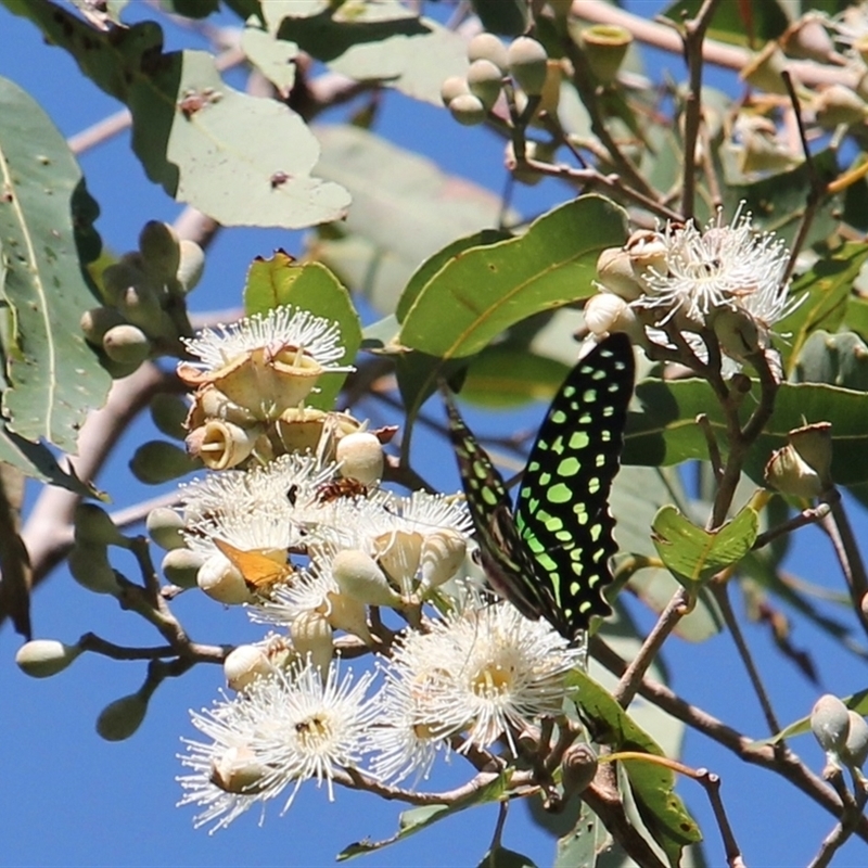 Graphium agamemnon ligatum