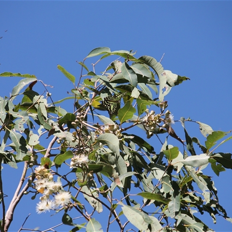 Graphium agamemnon ligatum