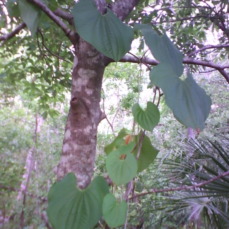 Dioscorea bulbifera