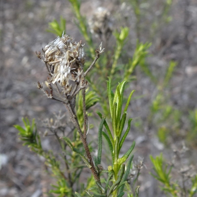 Cassinia hewsoniae