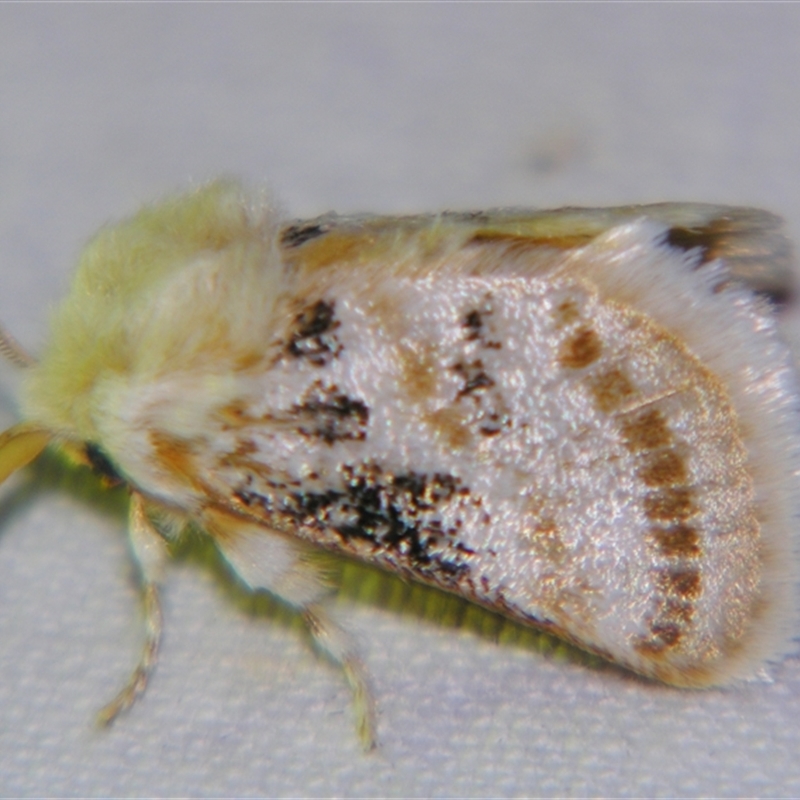 Calcarifera ordinata