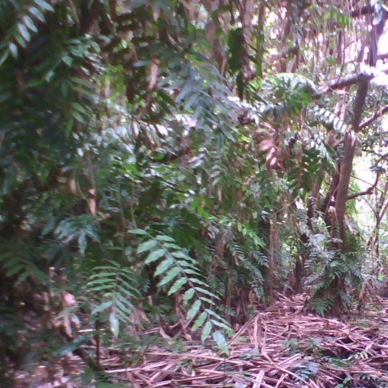 Stenochlaena palustris