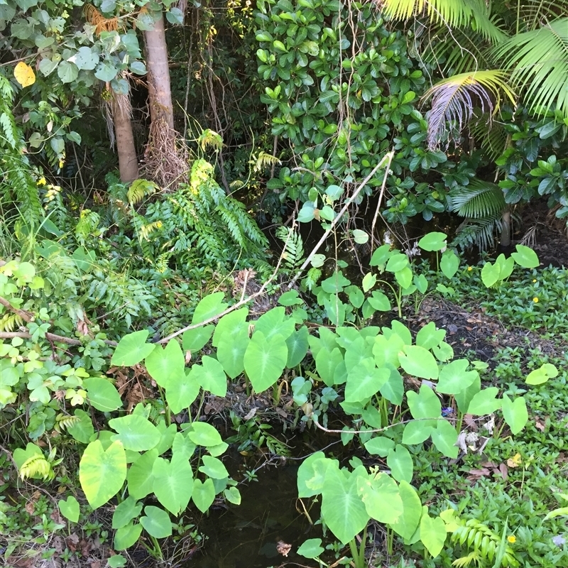 Colocasia esculenta var. aquatilis