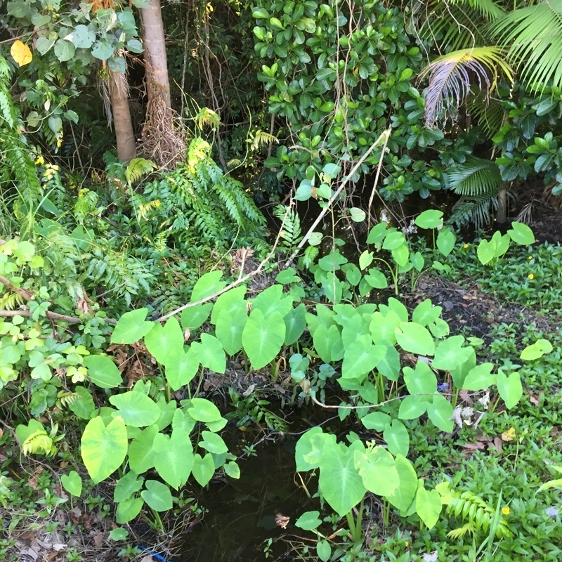 Colocasia esculenta var. aquatilis