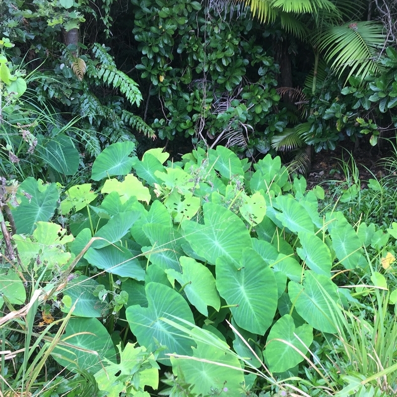 Colocasia esculenta var. aquatilis