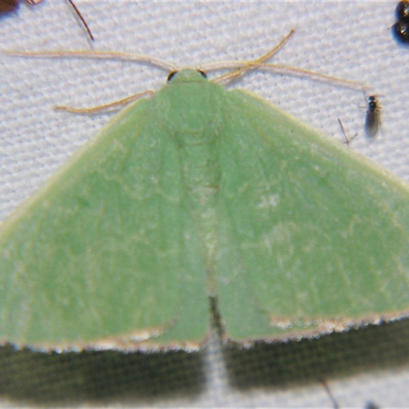 Cenochlora quieta
