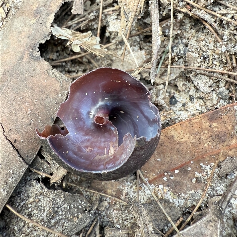 Sauroconcha grayi