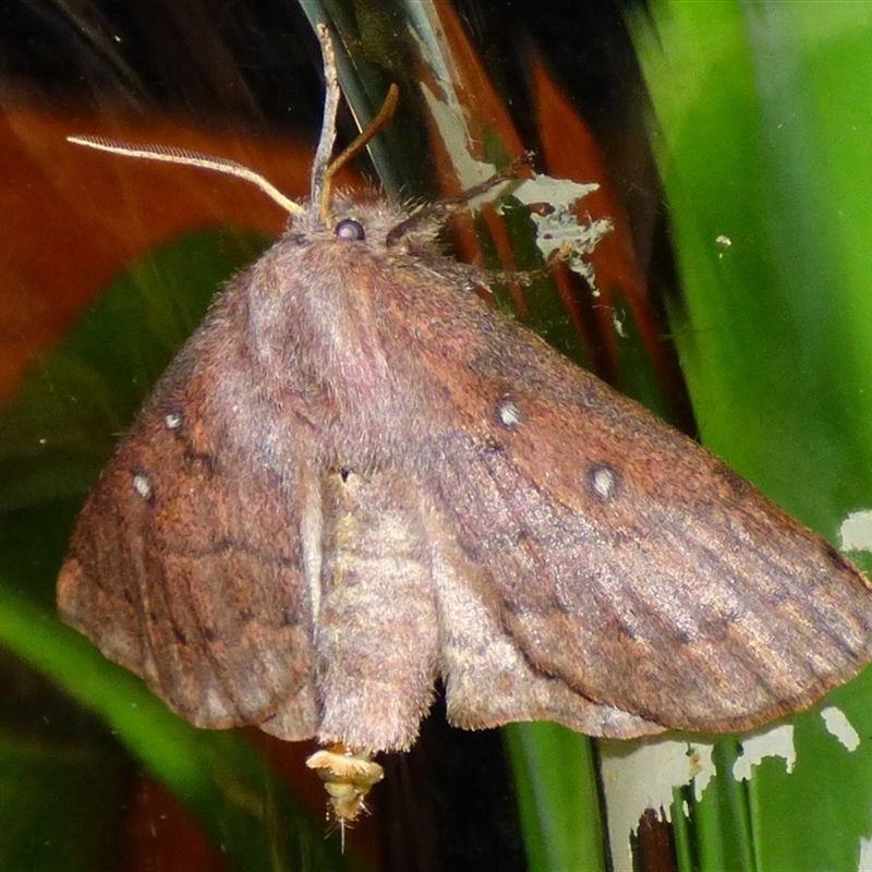 Anthela addita