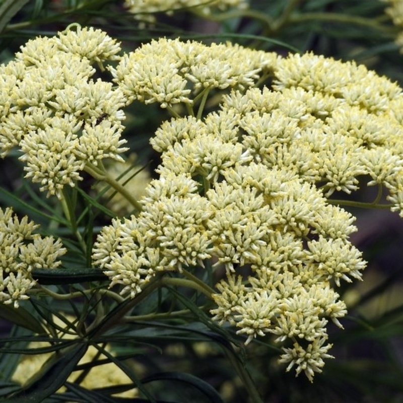 Cassinia longifolia