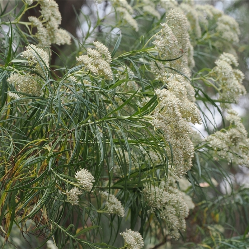 Cassinia longifolia