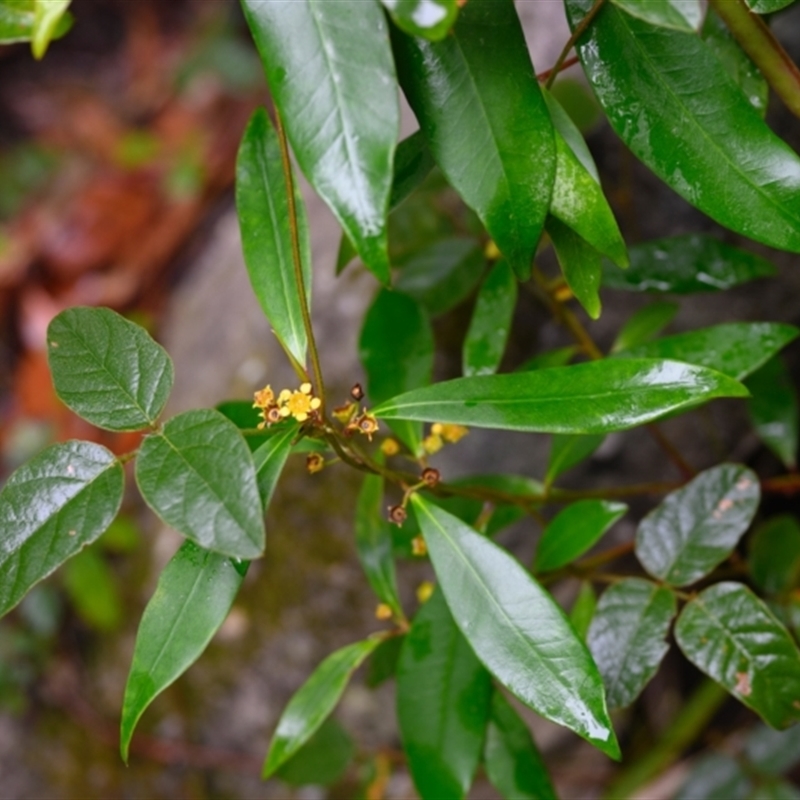 Tristaniopsis (genus)
