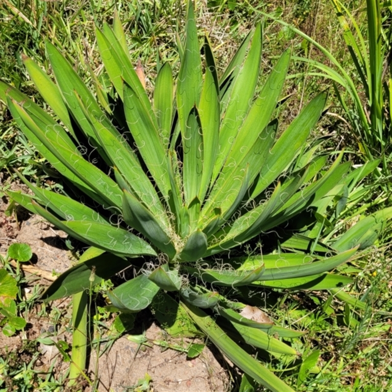 Agave filifera